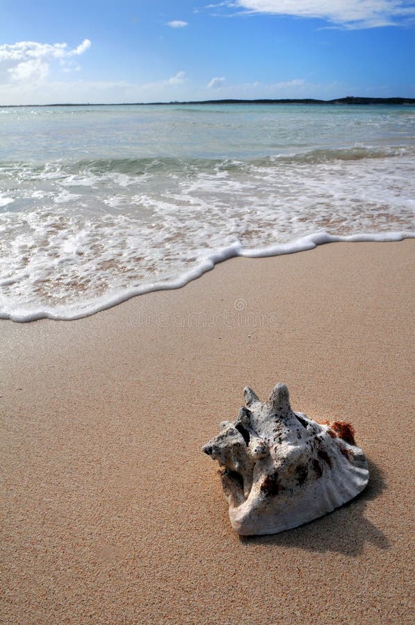 Sea Shell On Tropical Beach