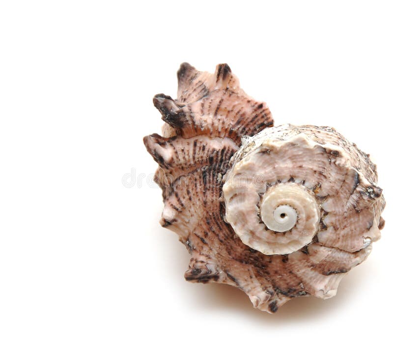 Sea shell on white background