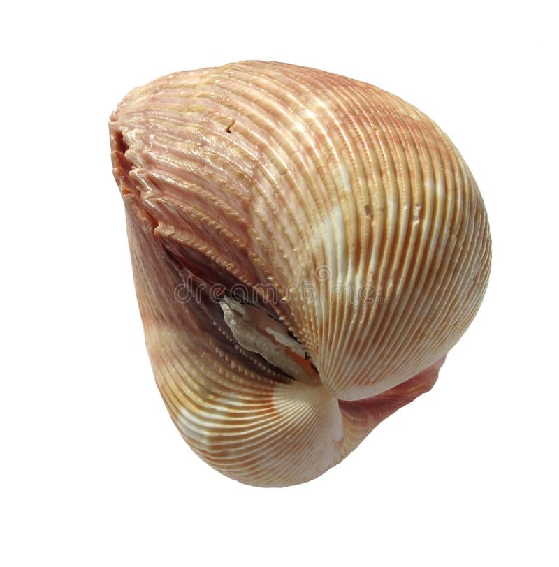 Sea shell