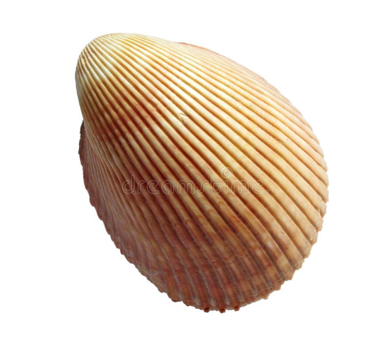 Sea shell