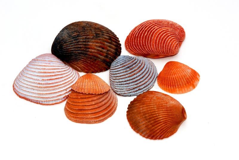 Sea shells