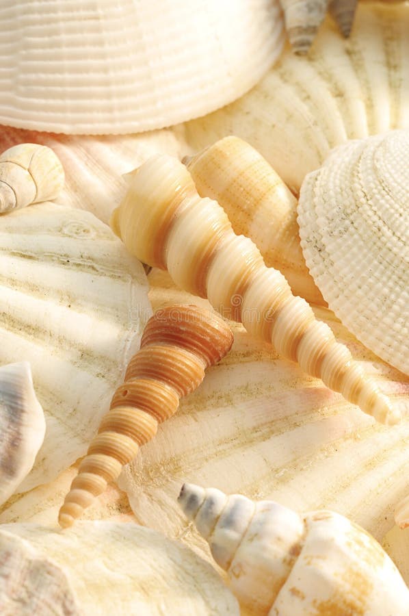 Collection of pastel sea shells