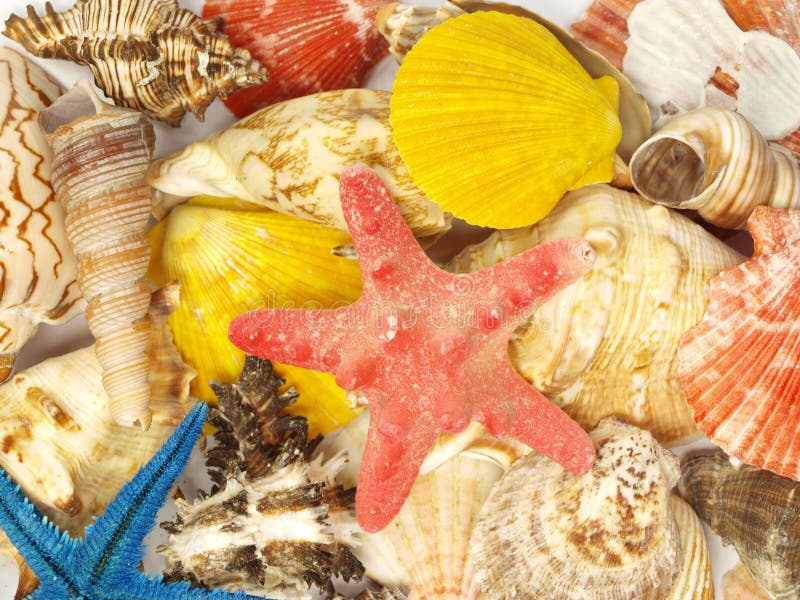 Starfish and Shells on the Beach Stock Image Image of seaside, souvenier 981939