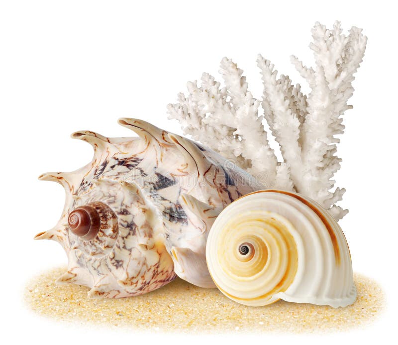 Isolated shells. Coral and two sea shell on a sand isolated on white background. Isolated shells. Coral and two sea shell on a sand isolated on white background