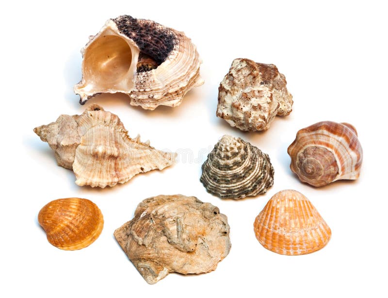 Sea shells isolated on the white background. Sea shells isolated on the white background.