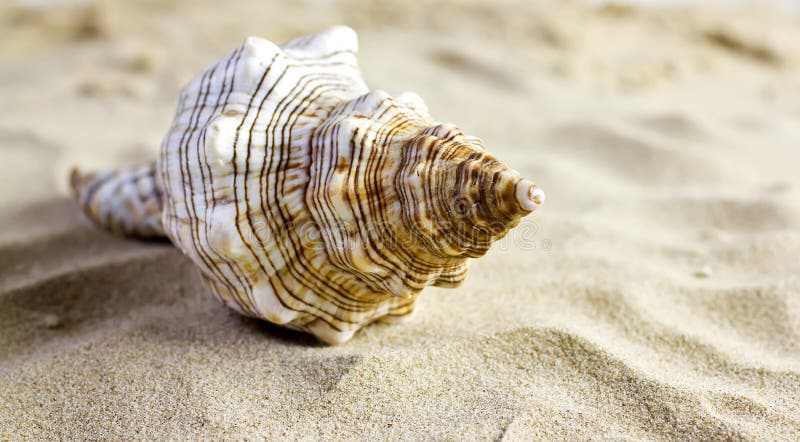 Sea shells on the sand. Sea shells on the sand.