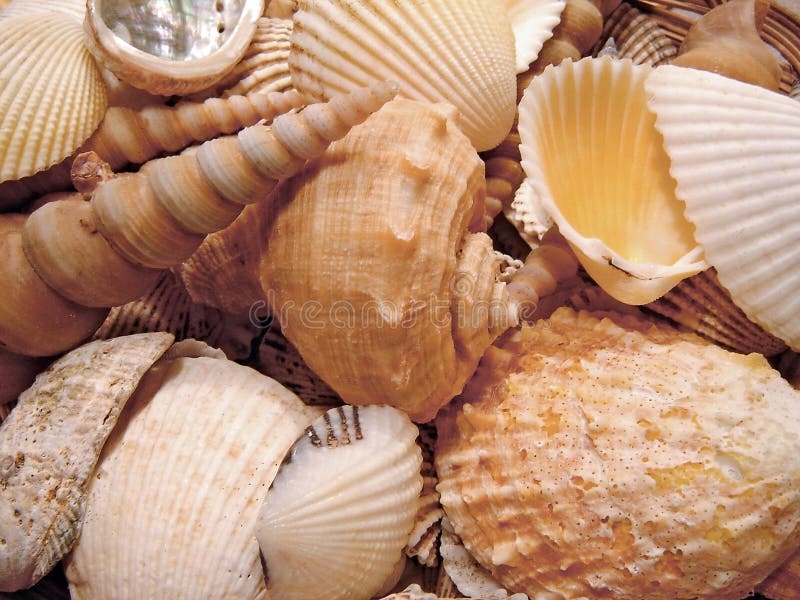 Sea shells scraped together on the beach