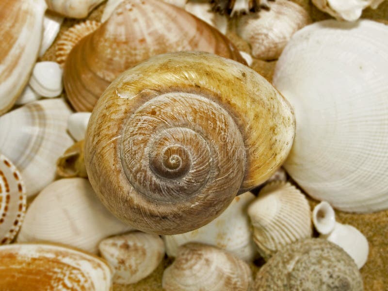 Sea shells