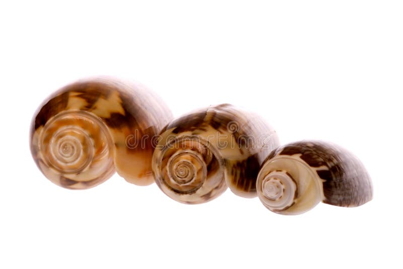 Sea Shells royalty free stock photo