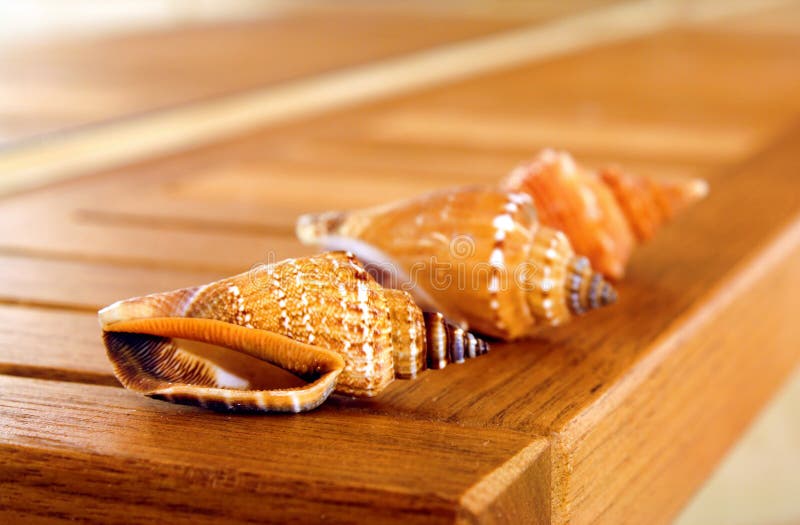 Sea Shells Picture. Image 8649360