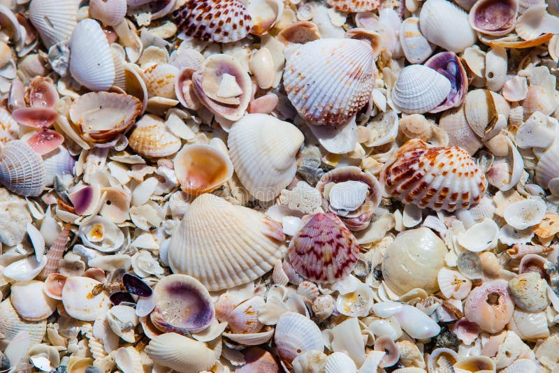 Sea Shells along the beach background