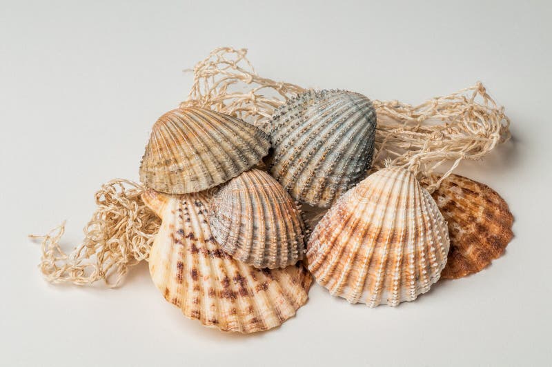 Assorted sea shells lying on top of string netting.