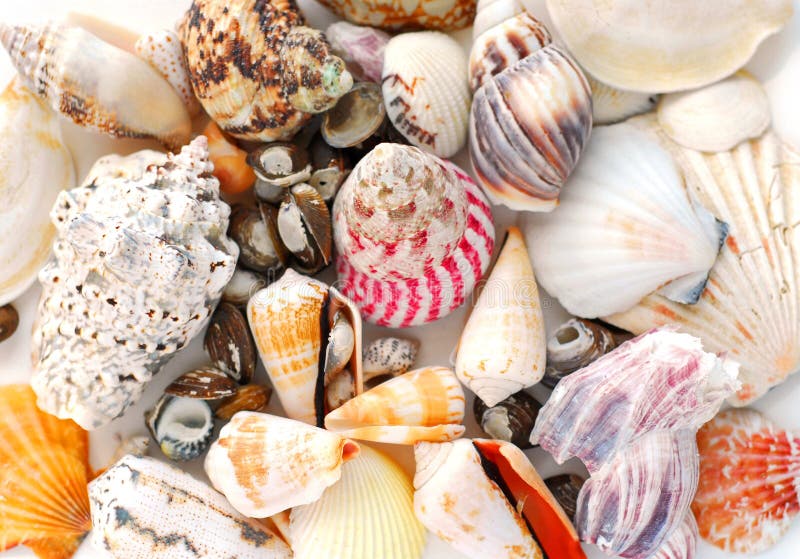 Assorted sea shells background