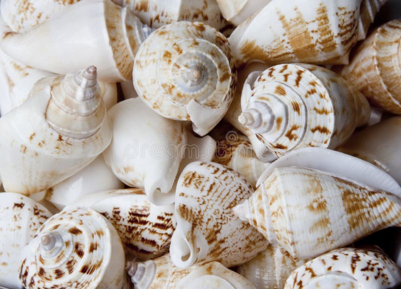 Closeup of lots of sea shells together. Closeup of lots of sea shells together