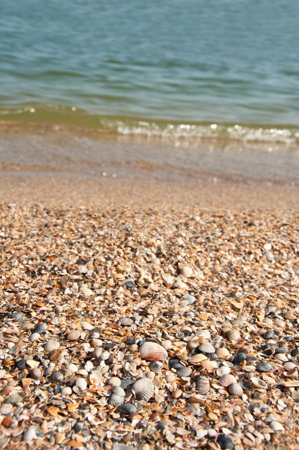 Seashells on the beach stock image. Image of mollusk 93976745