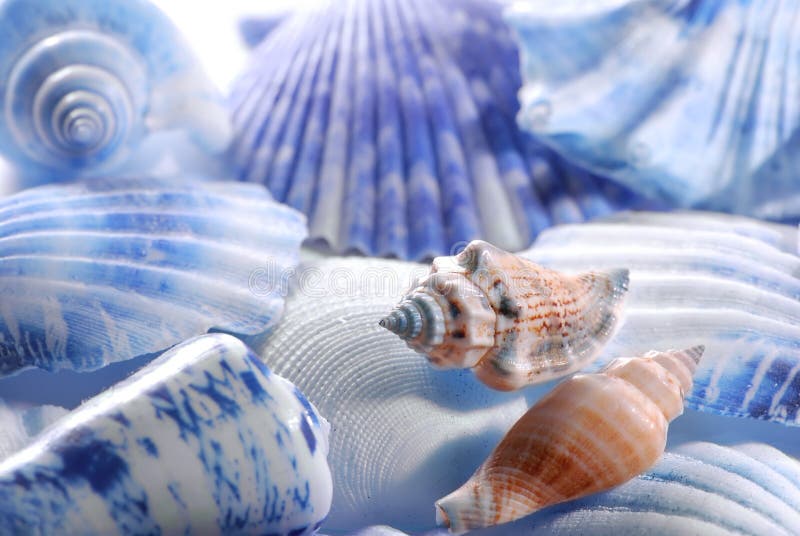 A composition of sea shells in closeup