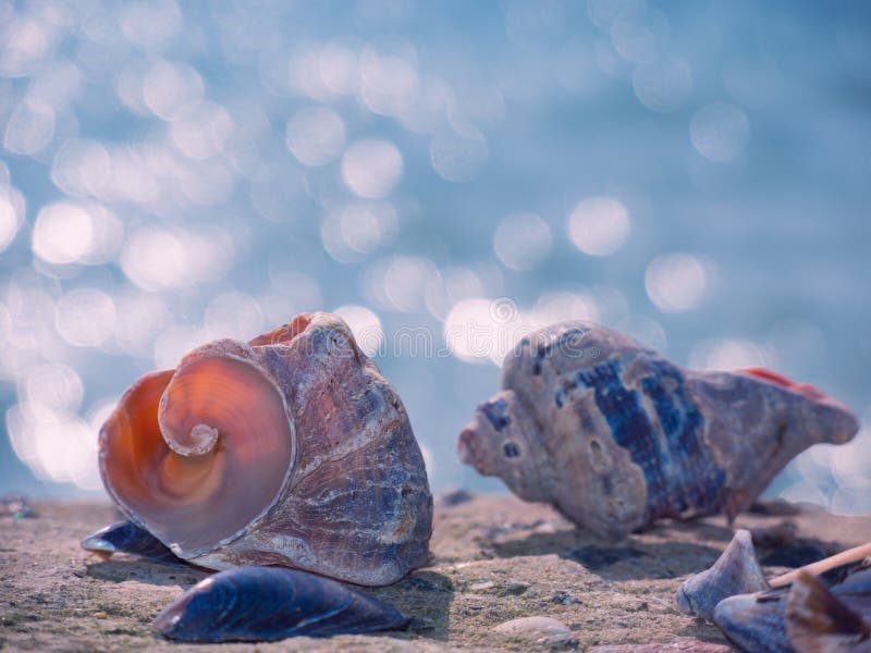 Sea shells on the coast with water flares.