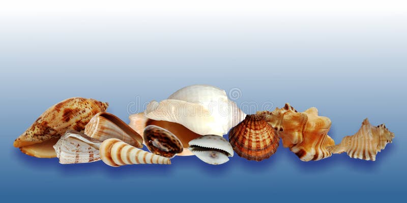 Sea shells collection isolated on blue shaded background.
