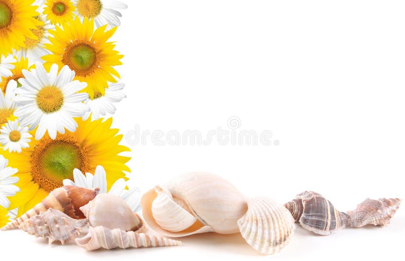 Sea shells and flowers frame isolated on white background