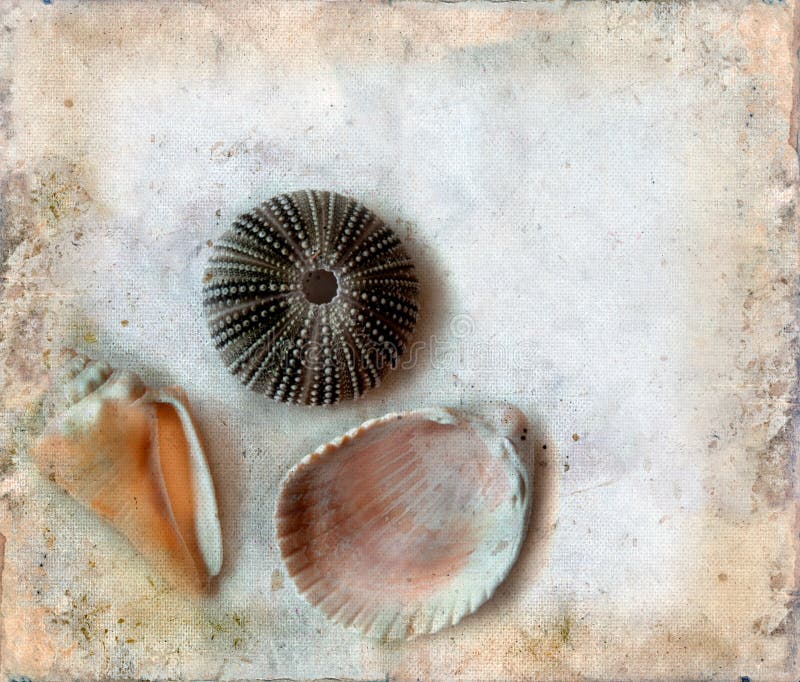 Sea Shells on a Grunge Background