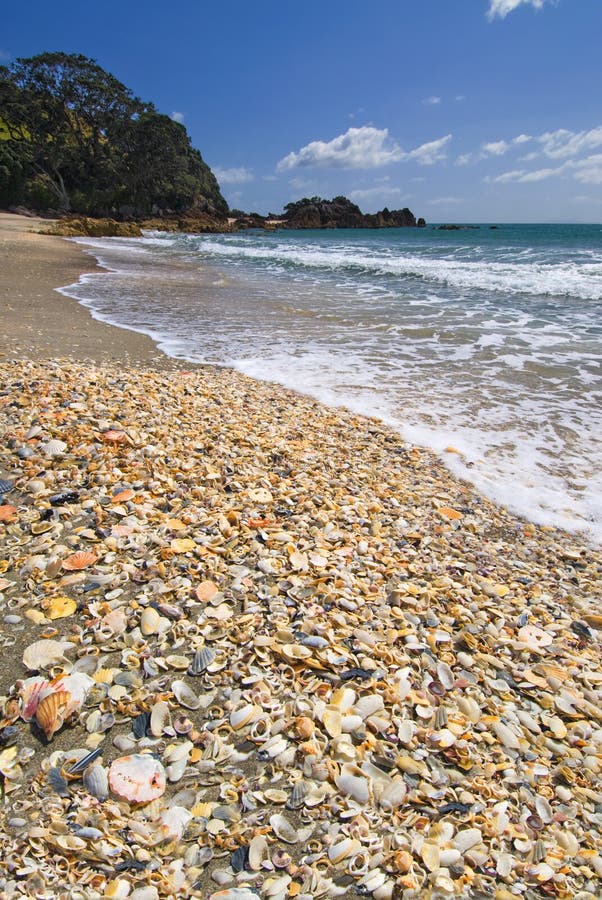 Sea shells on main beach, Mt Maunganui, Bay of Plenty, North Island, New Zealand