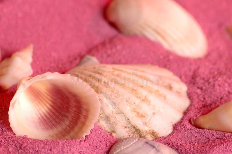 Sea shells on pink