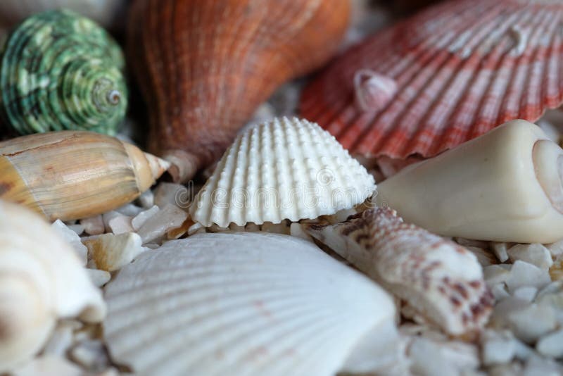 Sea shells on rock background stock photos