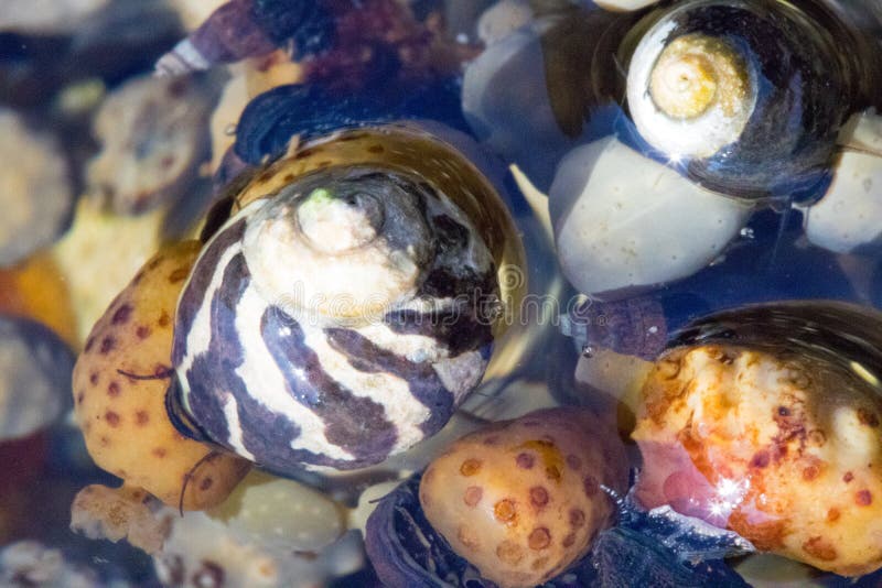 Sea shells in a rock pool closeup