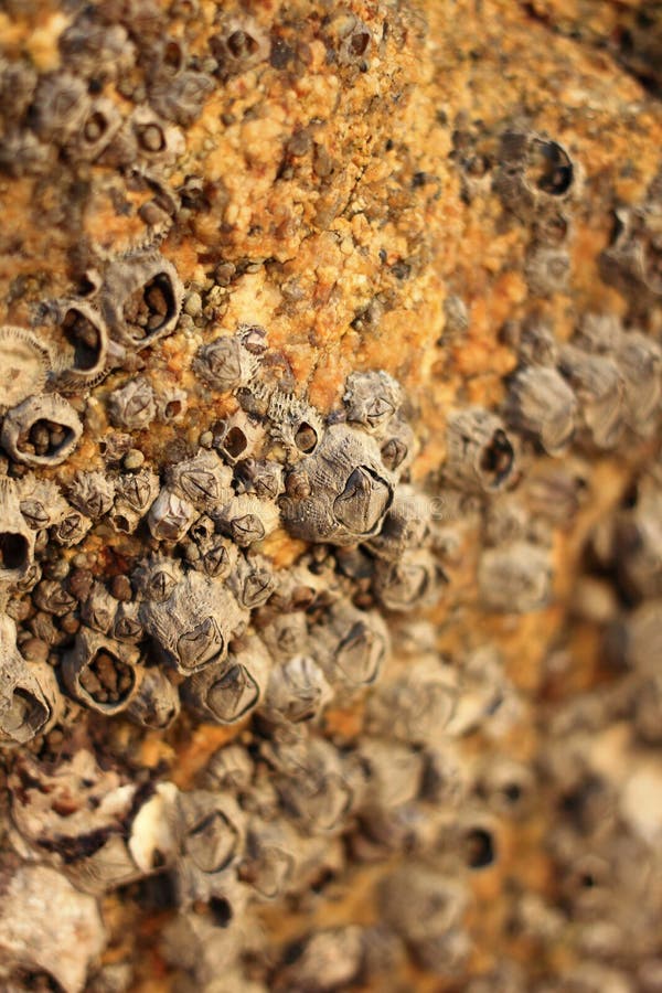 The Sea Shells on the Rocks Stock Photo Image of shell, close 94779404