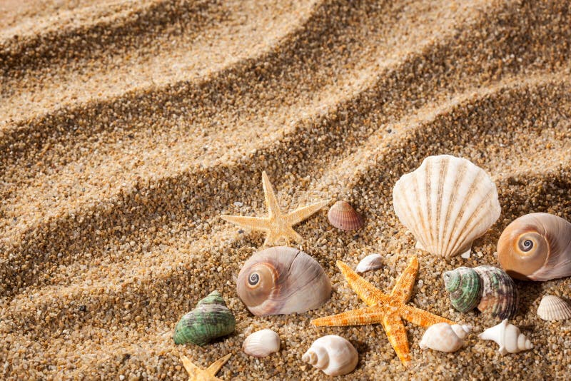 Sea shells on sand