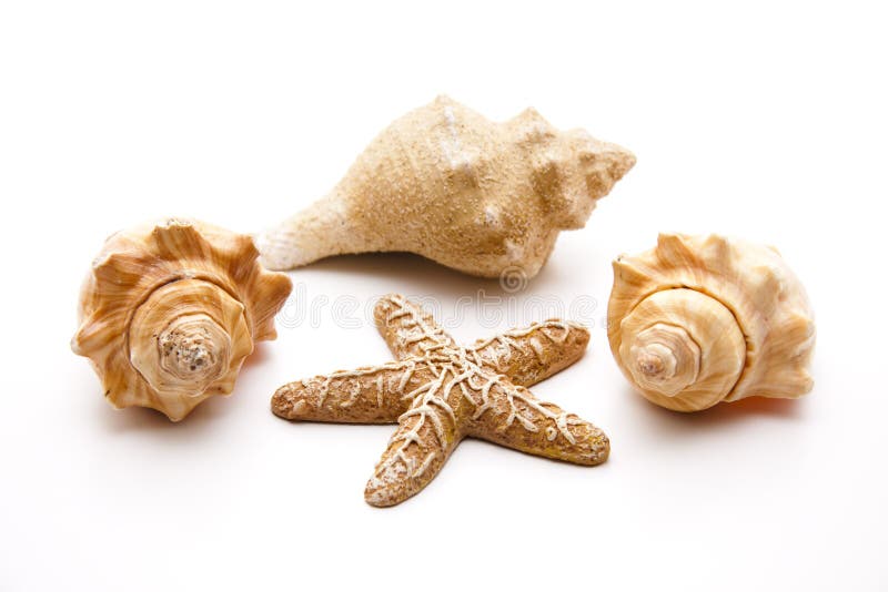 Sea shells and sea star