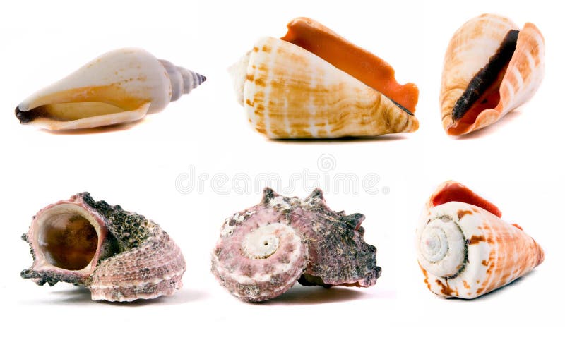 Sea shells set