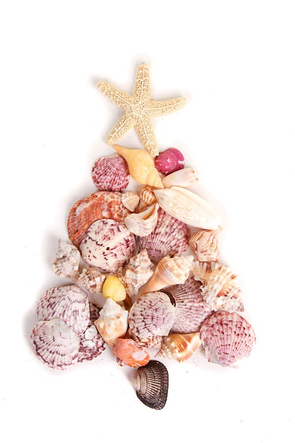 Sea shells shaped as a Christmas tree on a white background