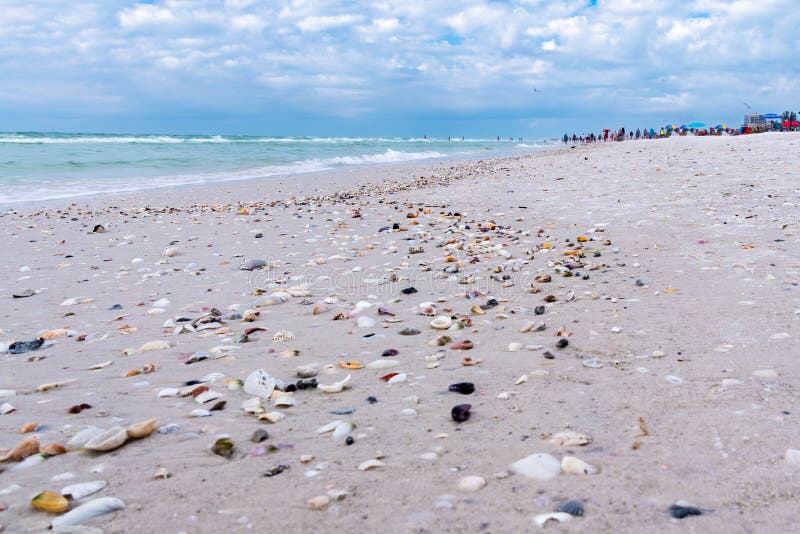 Sea Shells on the Siesta Key Beach in Florida, USA
