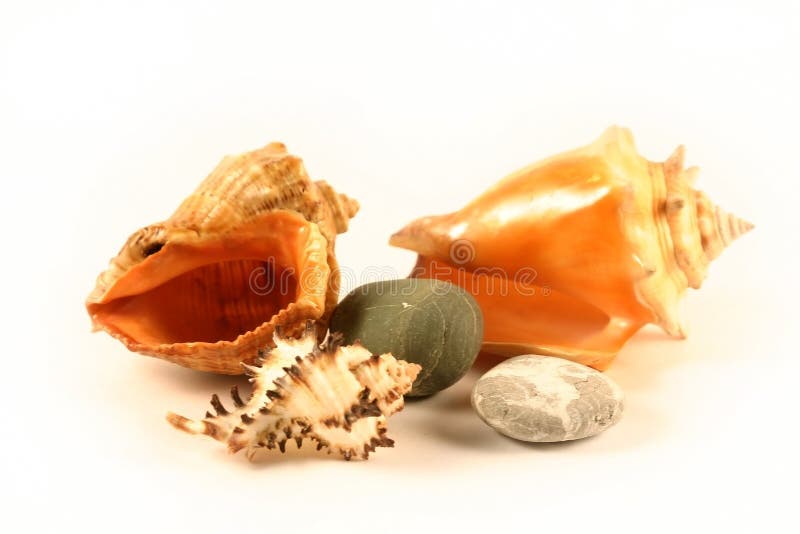 Sea shells and stones photographed on a white background