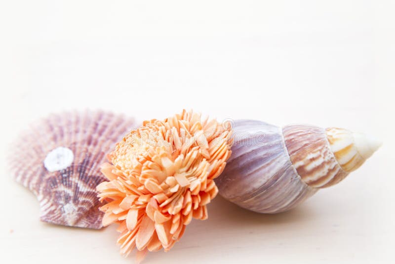 Sea shells stock image. Image of seashell, collection 76151963