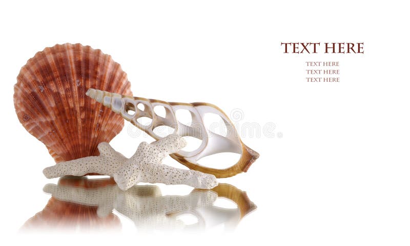 Sea shells with white background