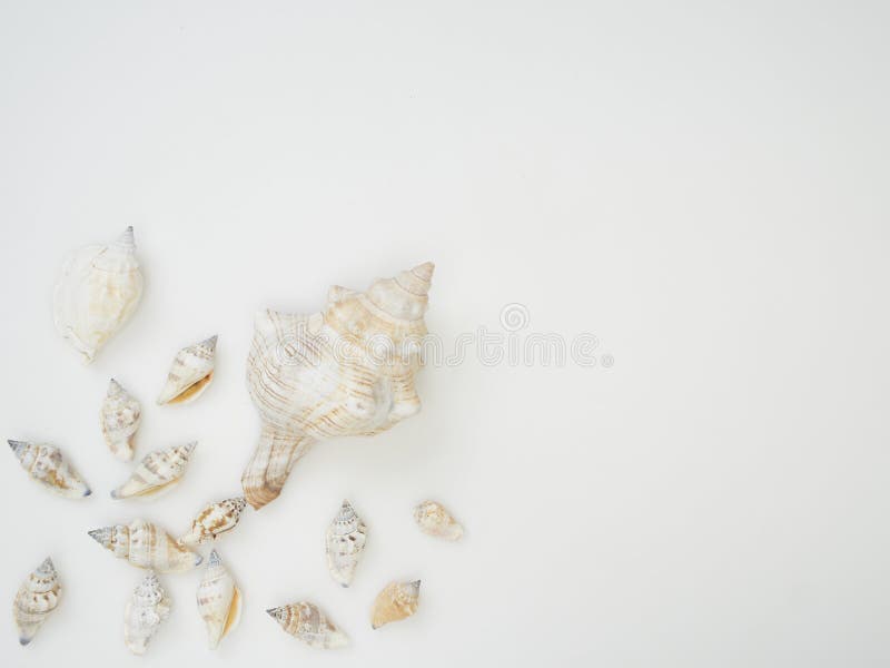 Set of different seashells on white background royalty free stock image