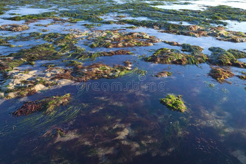 Sea shore by the low tide stock image Sea shore by the low tide stock image