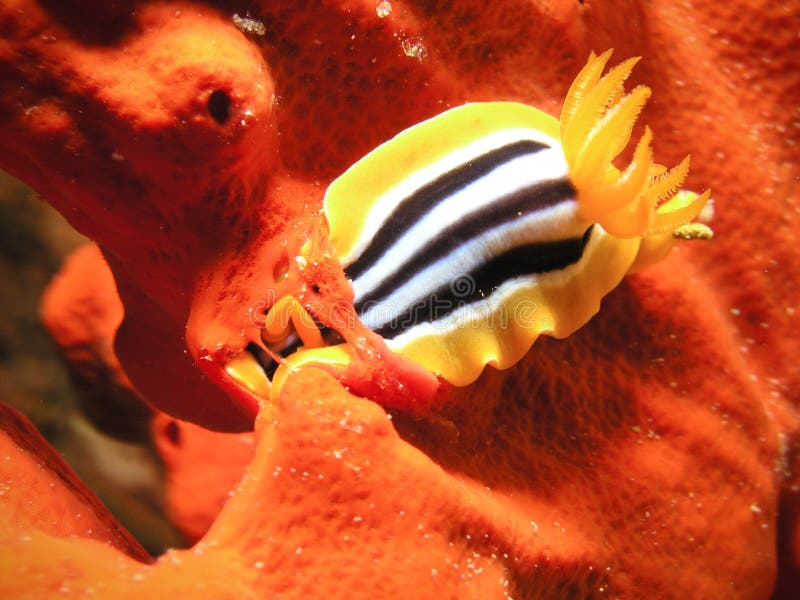 Sea Slug eating red sponge