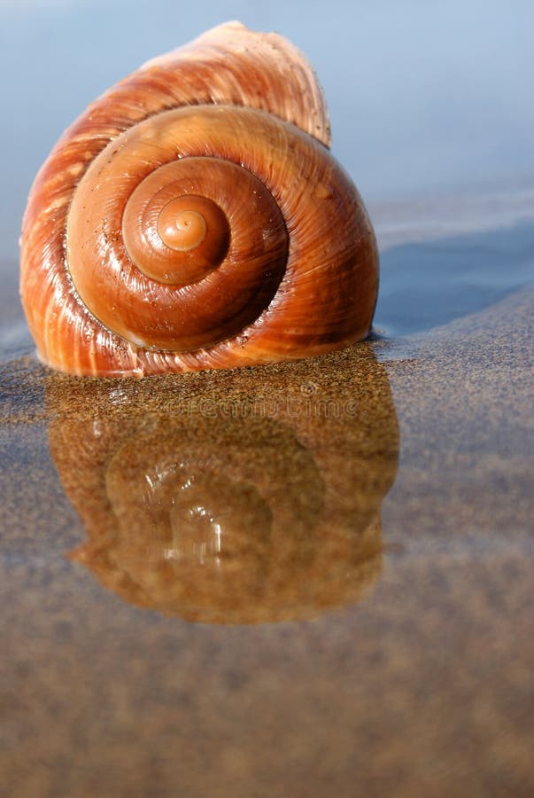 Sea Snail