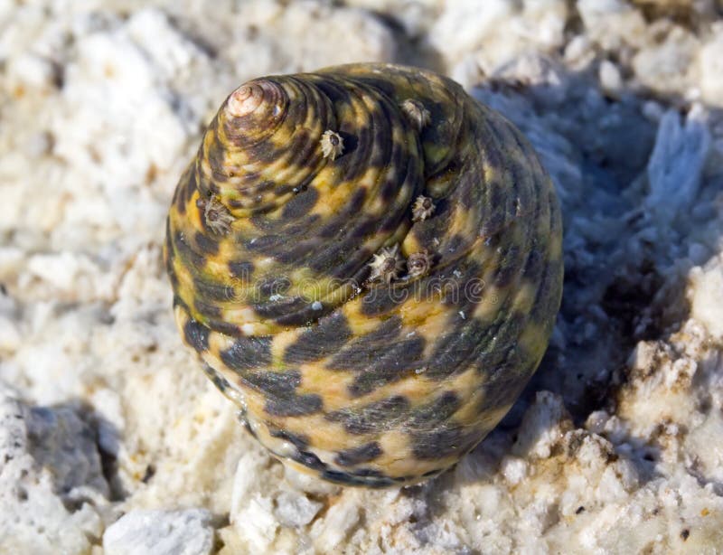 Sea snail