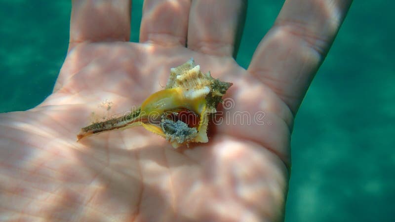 Sea snail purple dye murex Bolinus brandaris eating bivalve mollusc rayed artemis Dosinia exoleta or striped venus Chamelea gallina on the hand of a diver, Aegean Sea, Greece. Bivalve shell stock images, royalty-free photos and pictures