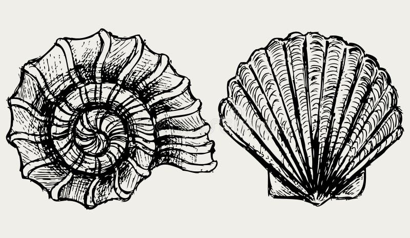 Sea snail and scallop shell royalty free illustration