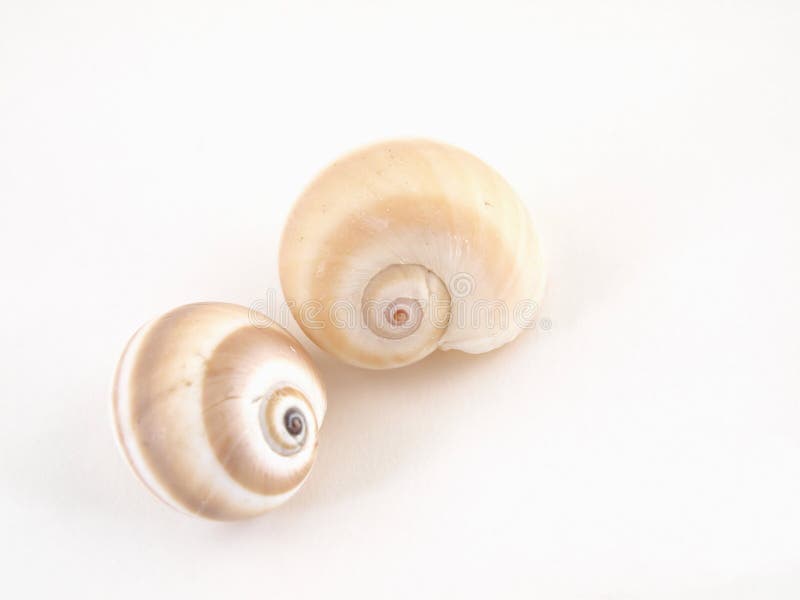 Sea Snail Shells stock images