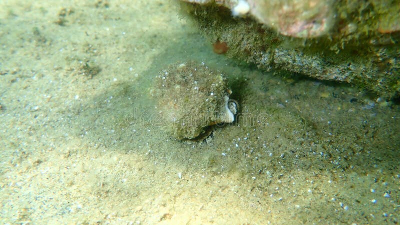 Sea Snail Trunculus Murex or Banded Murex, Trunk Murex, Banded Dye ...