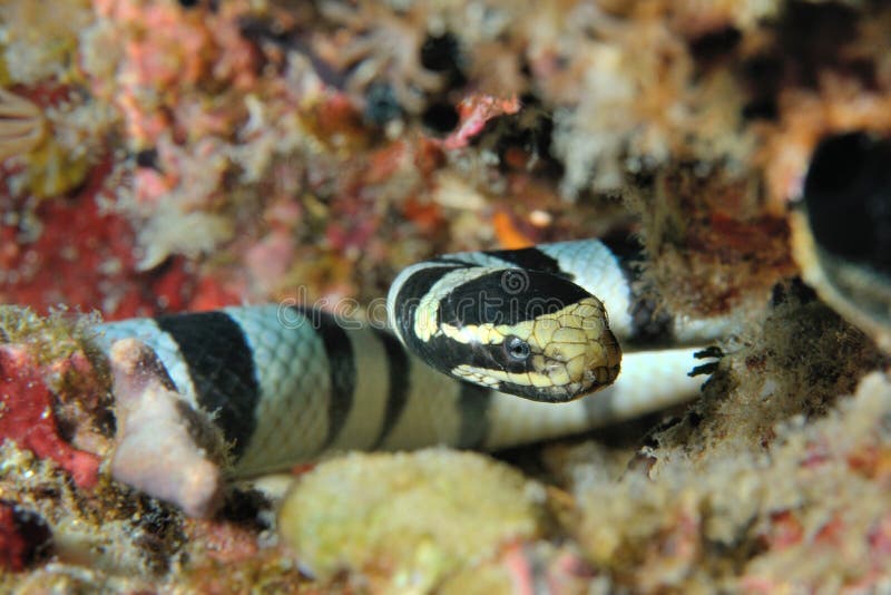 El mar serpiente acostada en ataque de emboscada (a rayas el mar),, las Filipinas.