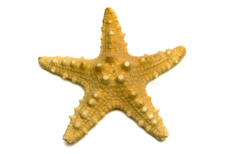 Sea souvenir a starfish