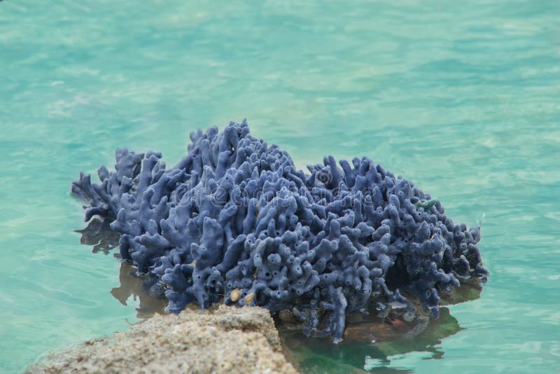 430 Sponge Aquatic Animals Stock Photos Free & RoyaltyFree Stock Photos from Dreamstime