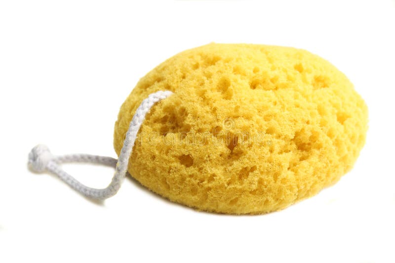 Sea sponge for shower stock photo. Image of texture 123201956